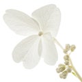 Flower of hydrangea closeup, lat. Hydrangea paniculata, isolated on white background Royalty Free Stock Photo