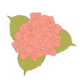 Flower hydrangea isolated on white background Royalty Free Stock Photo