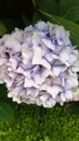 flower hydrangea violet pink garden grass