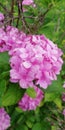 Flower hydrangea violet pink after rain Royalty Free Stock Photo