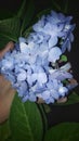 Flower HydrangeaMacrophylla fullcolor notpeople beautiful blue green