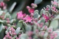 Flower of Hylotelephium sieboldii