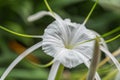 Flower (Hymenocallis littoralis,beach spider lily) Royalty Free Stock Photo