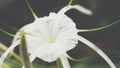 Flower (Hymenocallis littoralis,beach spider lily) Royalty Free Stock Photo