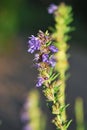 Flower of Hyssopus Officinalis