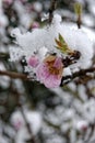 Flower and ice - snow structure Royalty Free Stock Photo