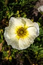 Flower of Iceland Poppy Royalty Free Stock Photo