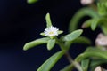 Flower of the iceplant Delosperma bosseranum
