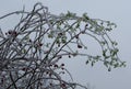 Flower icicles winter background Royalty Free Stock Photo