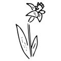 Flower icon. Vector illustration of spring daffodil. Hand drawn flower