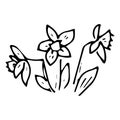 Flower icon. Vector of spring daffodil. Hand drawn spring flower