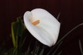 Lily of the Nile, or alternatively a Calla lily, out of the wind and socking in the sun Royalty Free Stock Photo