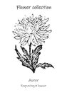 Flower illustration aster. Black and white aster.