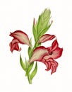 Flower Illustration. Colorful Blooms of Gladiolus