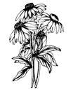 Flower illustration, hand drawn bouquet of echinacea flowers. Black and white line drawing. Design for postcards, posters Royalty Free Stock Photo