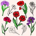 Flower illustration series Royalty Free Stock Photo