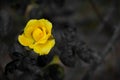 Flower image ,Rose Flower image , HD flower image