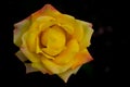 Flower image ,Rose Flower image , HD flower image