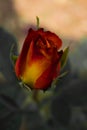 Flower image ,Rose Flower image , HD flower image