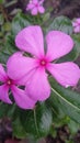 The flower in the image is catharanthus ros ues Royalty Free Stock Photo