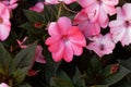 Flower of Impatiens walleriana