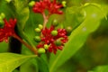 Flower of Indian snakeroot or devil pepper or Rauvolfia serpentina