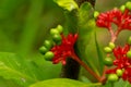 Flower of Indian snakeroot or devil pepper or Rauvolfia serpentina