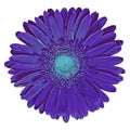 Flower indigo cyan gerbera isolated on white background. Close-up. Royalty Free Stock Photo