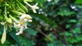 The flower of an Indonesians fruit