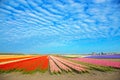 The flower industry in the Netherlands. Blooming tulip flowers fields