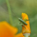 Flower and a insect