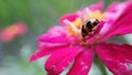 Flower with insect, useful work