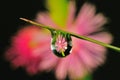 Flower inside the droplet