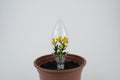 Flower Inside Light Bulb Royalty Free Stock Photo