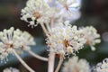 A white dots flowers with small sticks