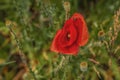 Flower interior landscape of wild poppy field Royalty Free Stock Photo