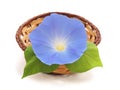 Flower ipomoea blue.