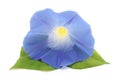 Flower ipomoea blue