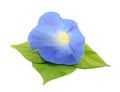 Flower ipomoea blue