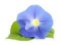 Flower ipomoea blue with leaves