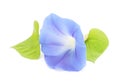 Flower ipomoea blue with leaves