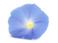 Flower ipomoea blue with leaves