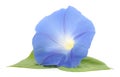 Flower ipomoea blue with leaves