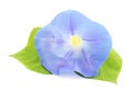 Flower ipomoea blue with leaves