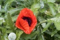 Flower of an Iranian poppy, Papaver bracteatum