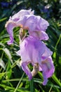 Flower Iris aka Cockerel, aka Irideae in garden. Pink Iris flower closeup