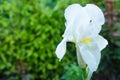 Flower Iris aka Cockerel, aka Irideae in garden. White Iris flower closeup. Free space, space for text Royalty Free Stock Photo