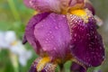 Flower iris with dew,beautiful flower with dew in the morning in the garden Royalty Free Stock Photo