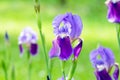 Flower iris in the garden. Spring flower iris shot in clear sun on green background