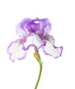 Flower of  Iris isolated on a white background Royalty Free Stock Photo